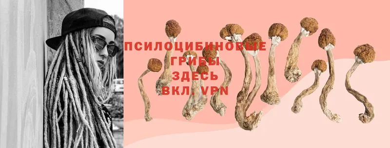 Псилоцибиновые грибы Cubensis  Бобров 